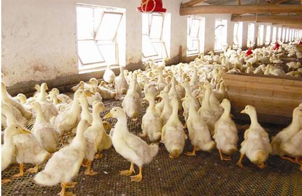 规模养殖场如何做好常规病毒消杀