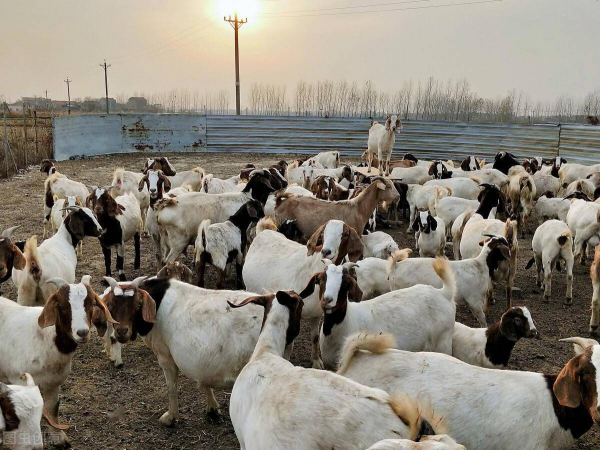 养殖场消毒灭菌最好用的方法？养猪牛羊来看 