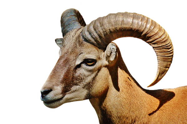 一种基于物联网数据库的绵羊健康监视模块